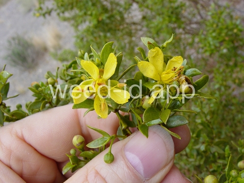 creosotebush